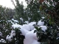 Unser Garten im Winter (12)